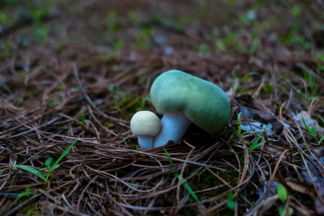 暴雨過后，云南人該做這件事了