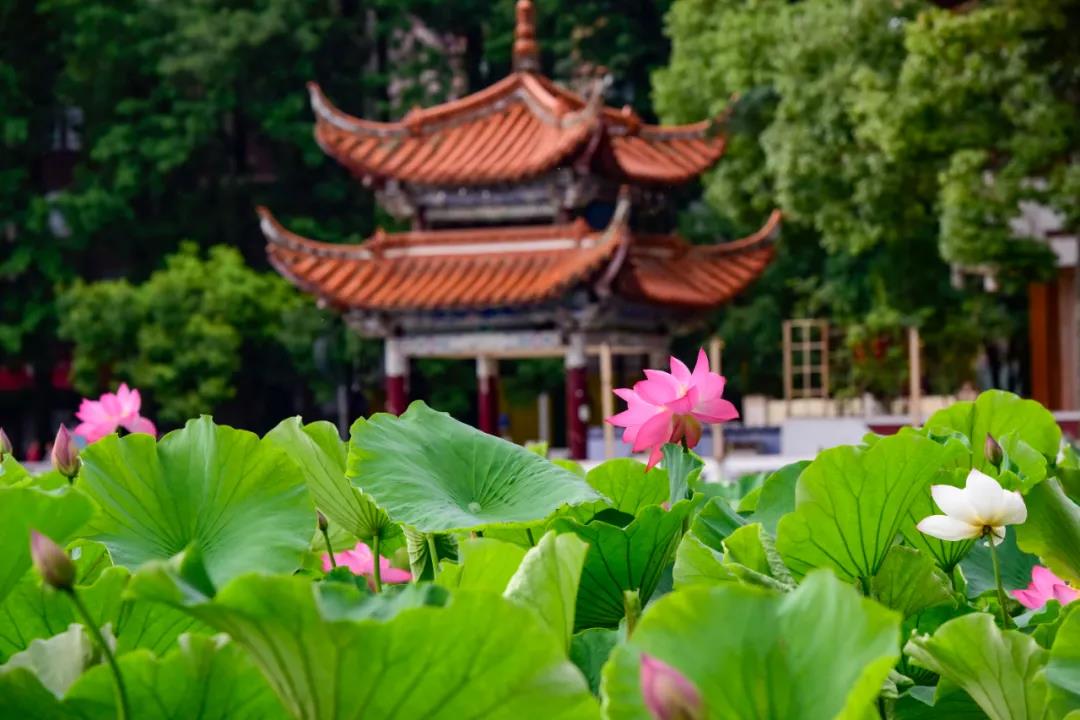 夏日云南這些地方荷花早已盛放,或潔白素雅、或紅如胭脂等你來賞荷