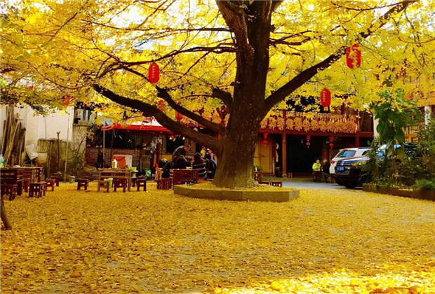 云南傳媒公司：騰沖銀杏村：許你一個金色的童話世界??！