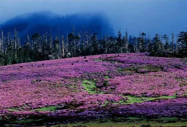 云南露營場地：香格里拉花開成海！錯過要等一年！