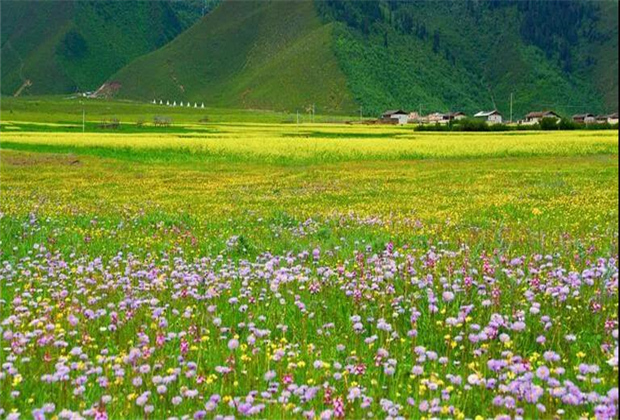 云南傳媒公司：納帕海大草原——一半是湖泊，一半是草原