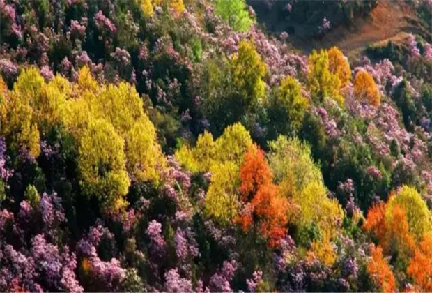 云南傳媒公司：轎子雪山即將迎來最盛花期，滿山杜鵑美哭了