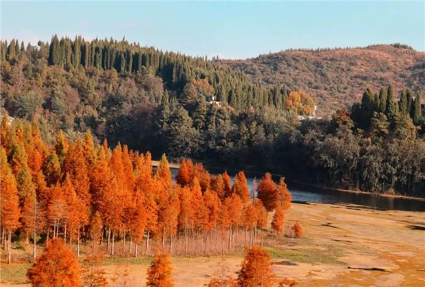 云南傳媒公司：水杉紅了，冬天的昆明美爆了！