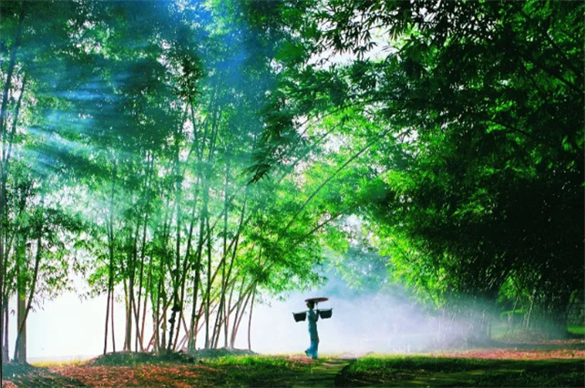 四季常綠，鳥語花香的西雙版納等著你！