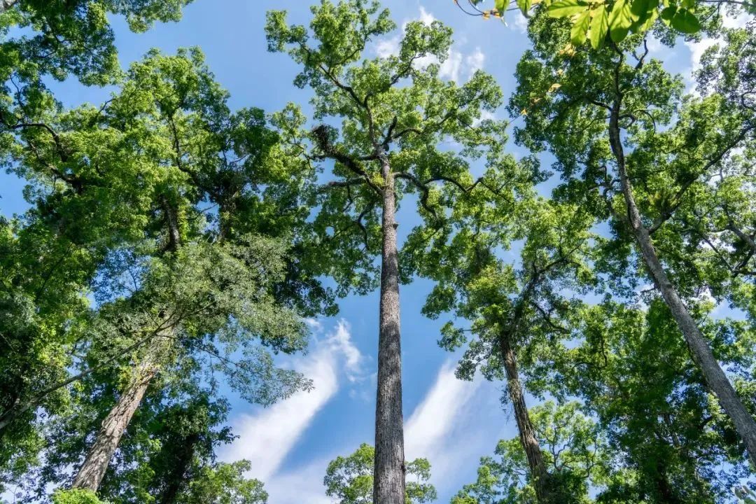 云南旅游,云南團建公司,云南策劃公司,云南會議會展,云南策劃執行,西雙版納團建公司,西雙版納策劃公司：冬天去版納怎么玩？3 條路線幫你安排明白